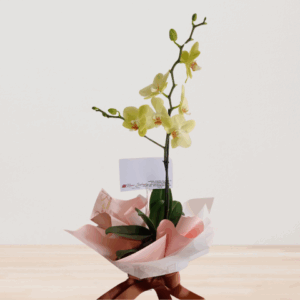 Orquídea de amor